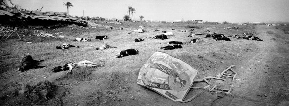 Gaza Strip January 26,2009, approx. 3 km away from the Israel borderline in the industrial area of east Jabalya, dead cows lay strewn around as a result of heavy bombing and shelling of this area. A farmer said he lost around 500 cows.