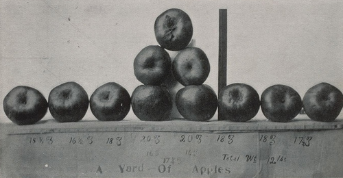 Fotógrafo desconocido: Apples grown by irrigation at Artesia, New Mexico, 1907