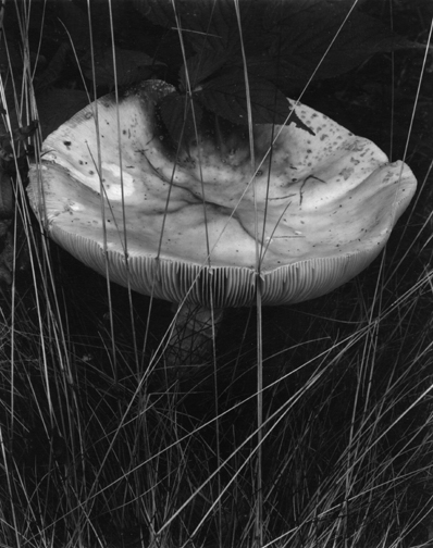 Paul Strand - Toadstool and Grasses, Georgetown, 1928