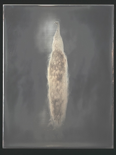 Adam Fuss - 'For Allegra', 2009