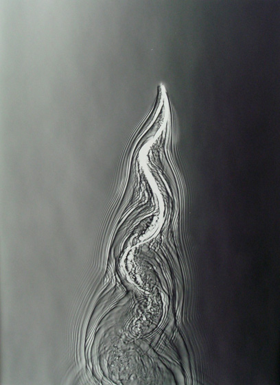 Adam Fuss - Untitled, 2007'