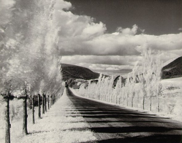 Minor White - Polar trees