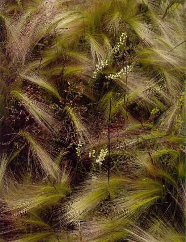 Eliot Porter: Espiga