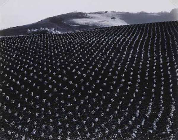 Edward Weston - Campo de tomates, 1937