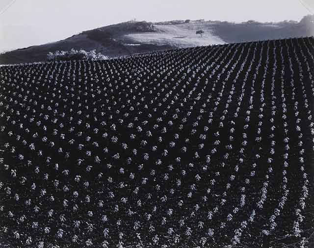 Edward Weston - Campo de tomates, 1937