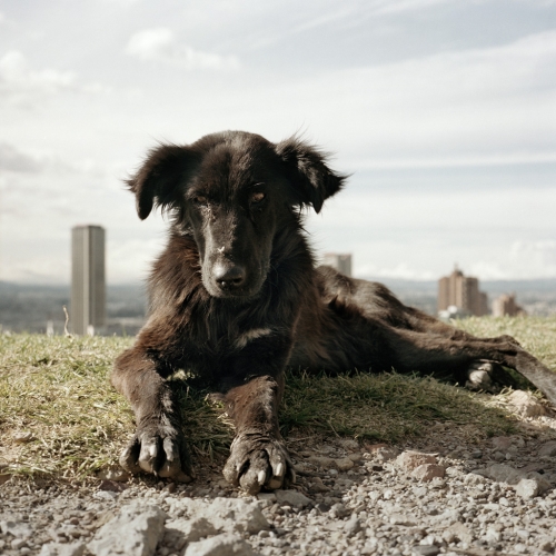 Alec Soth: Dog Days Bogotá, 2007