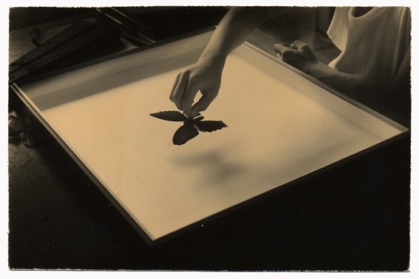 Masao Yamamoto - Nakazora