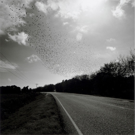 Graciela Iturbide - Pájaros