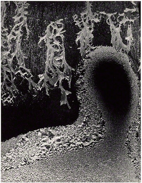 Minor White: Empty Head, 1952