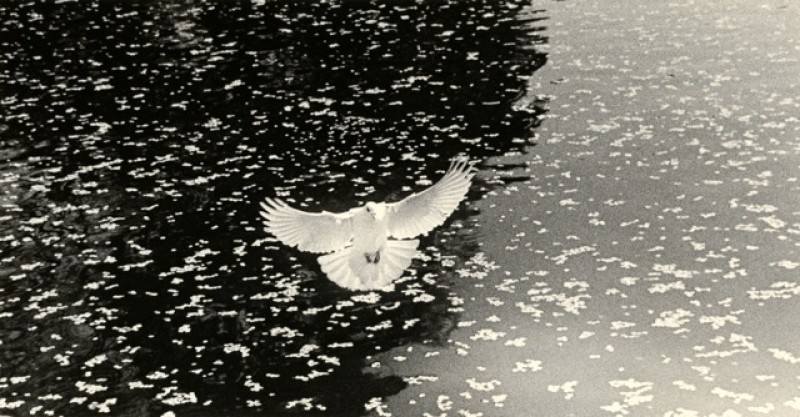 Masao Yamamoto - Kawa #1617