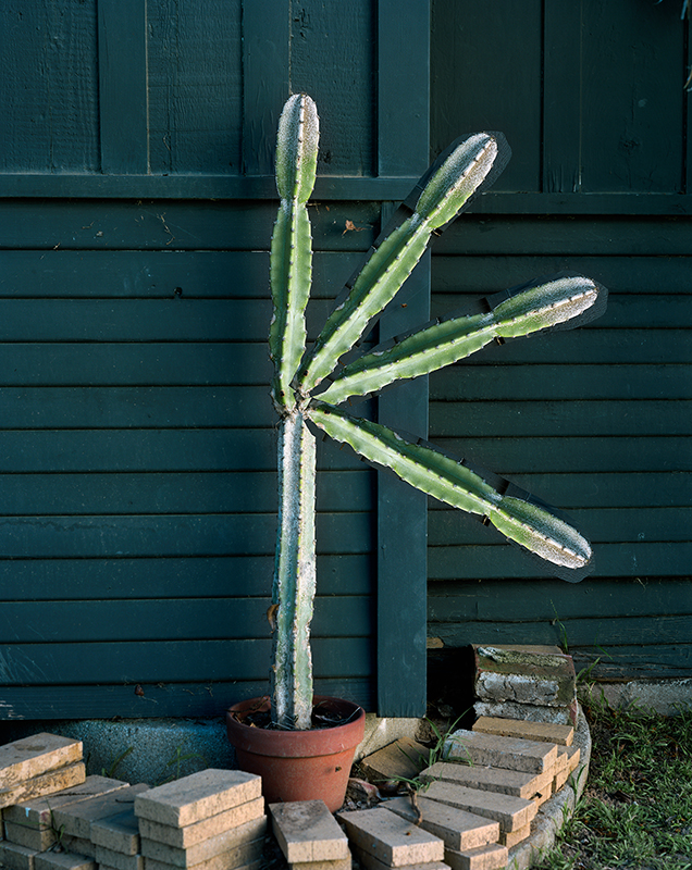 Lucas Blalock © Imperfect Grace, Cactus Action, 2013